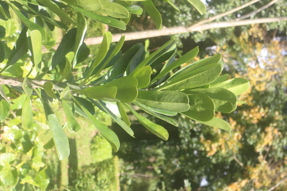 Euphorbia neriifolia L.